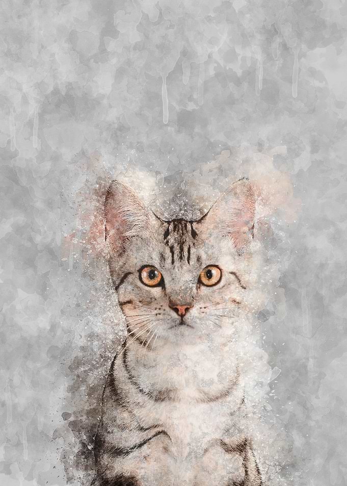 American Shorthair