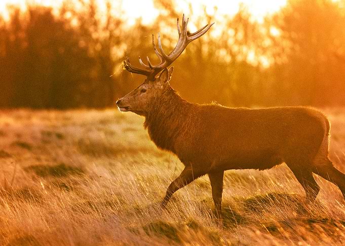 Deer