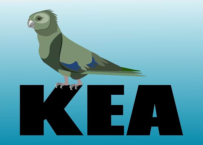 Kea New Zealand Bird