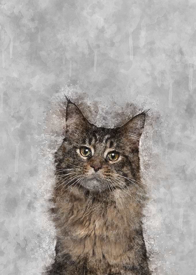 Maine Coon