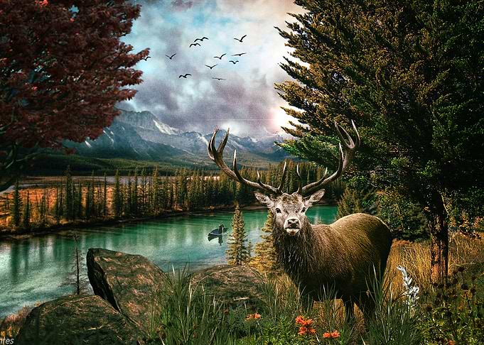 Deer