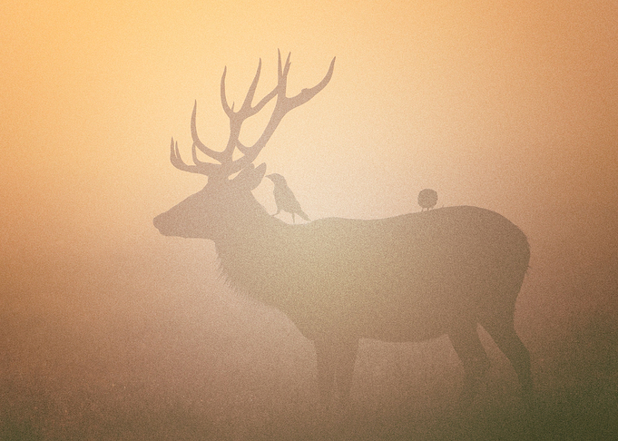 Deer