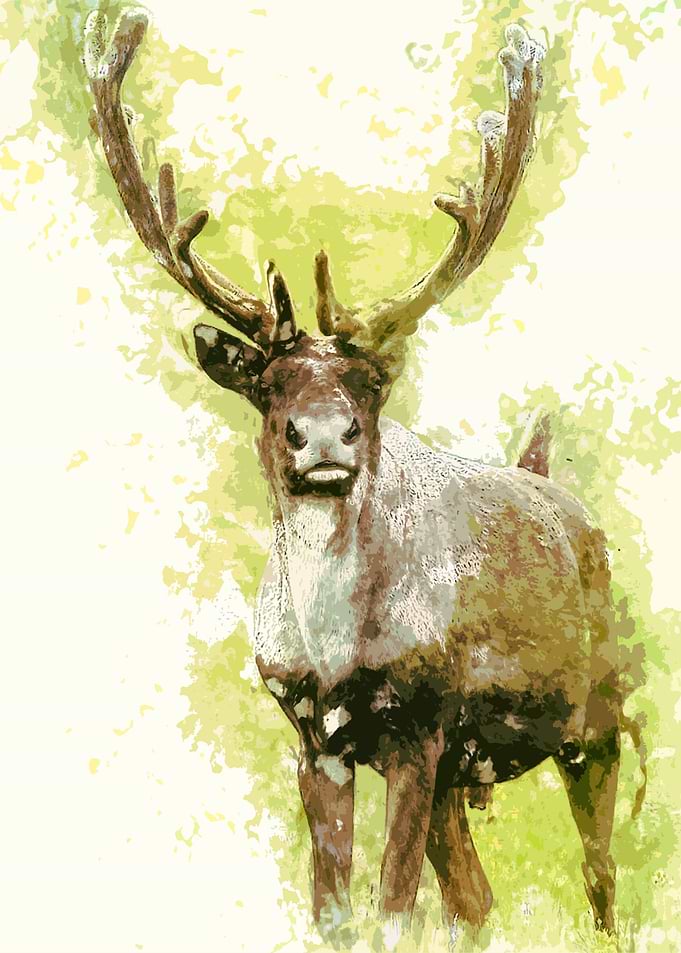 Deer
