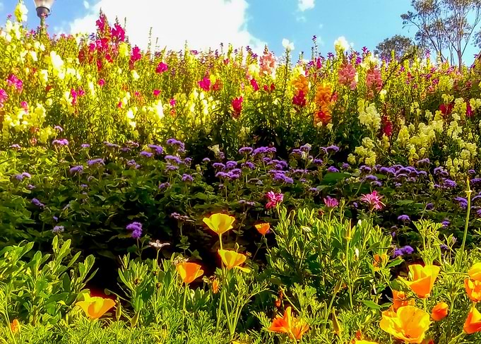PARADISE GARDEN