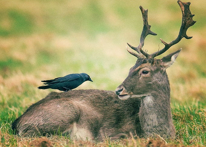 Deer