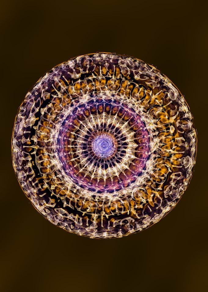 simplicity in complexity