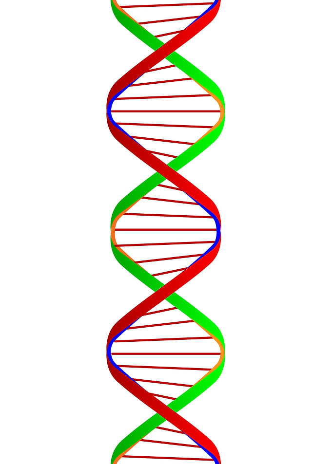 DNA Twin Spiral