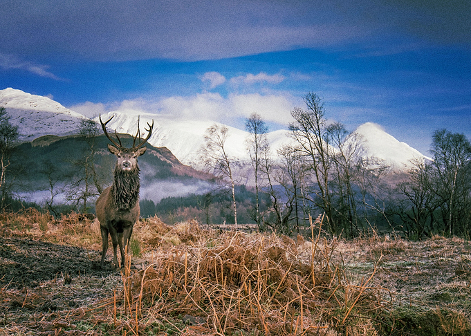 Deer