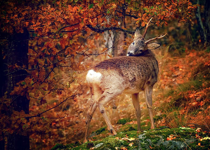Deer