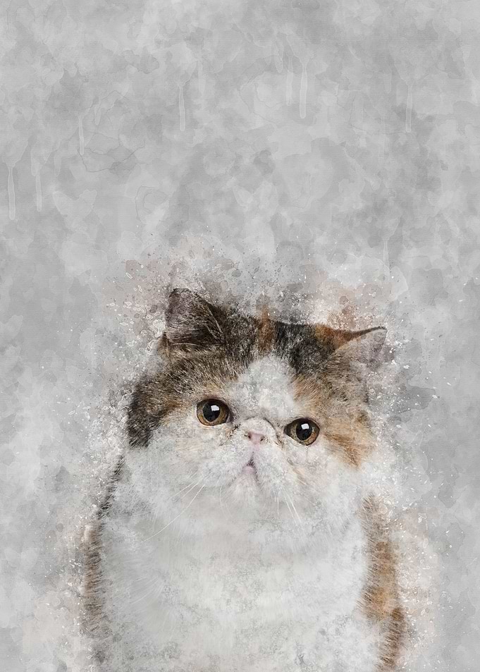 Exotic Cat