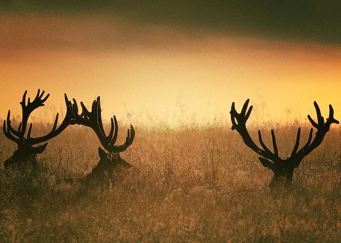Deer