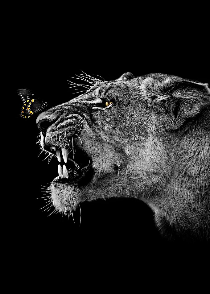 angry queen lion face