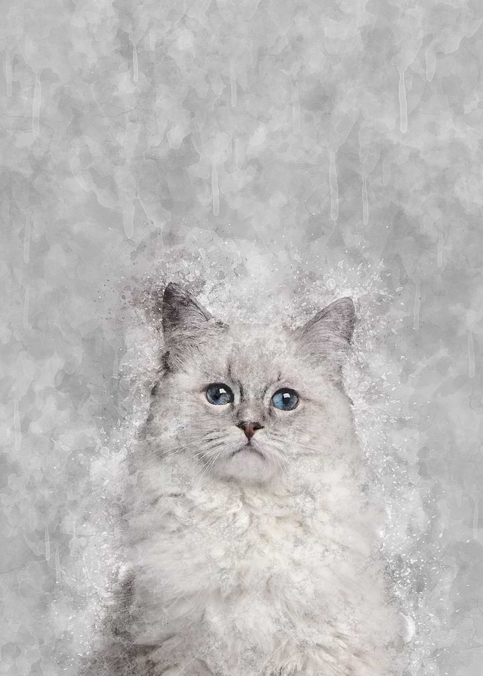 Ragdoll