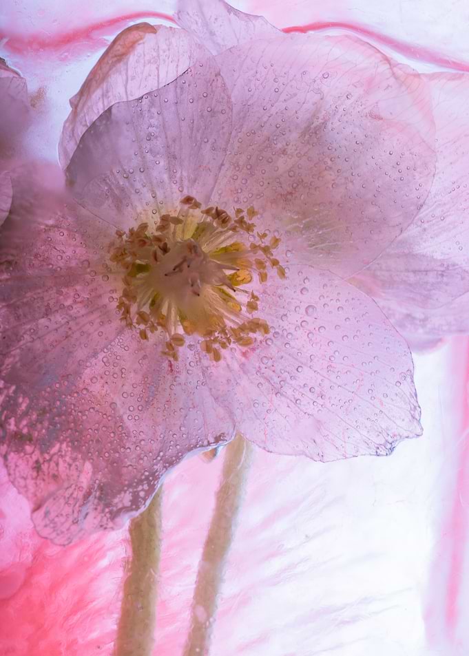 Christmas rose in ice 5