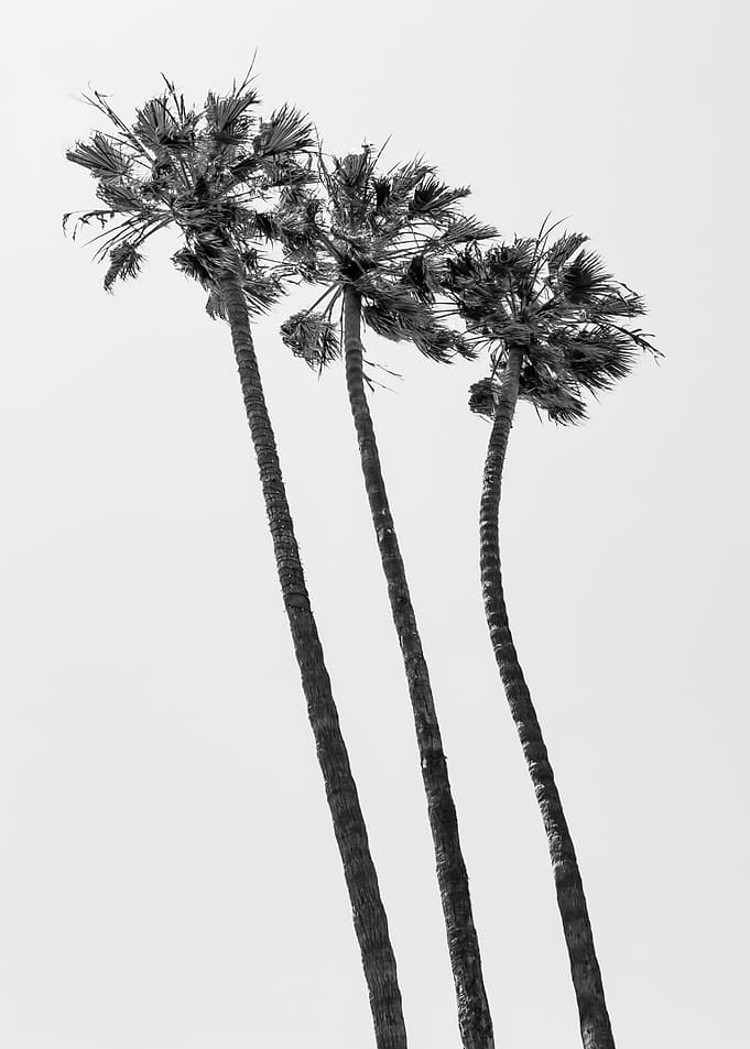 Minimalist Palm Trees
