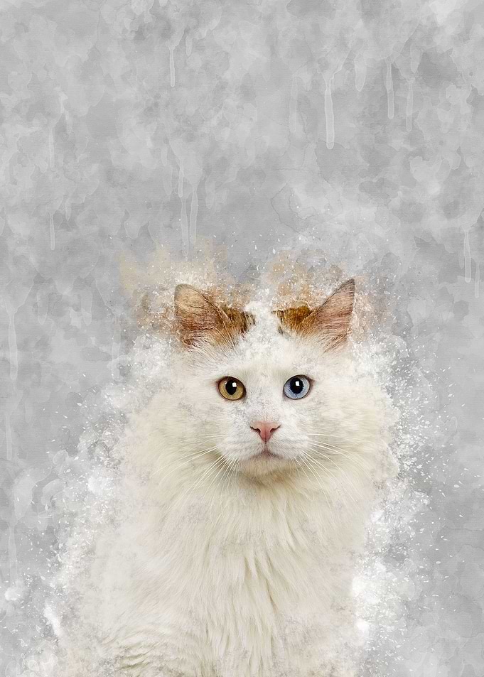 Turkish Van