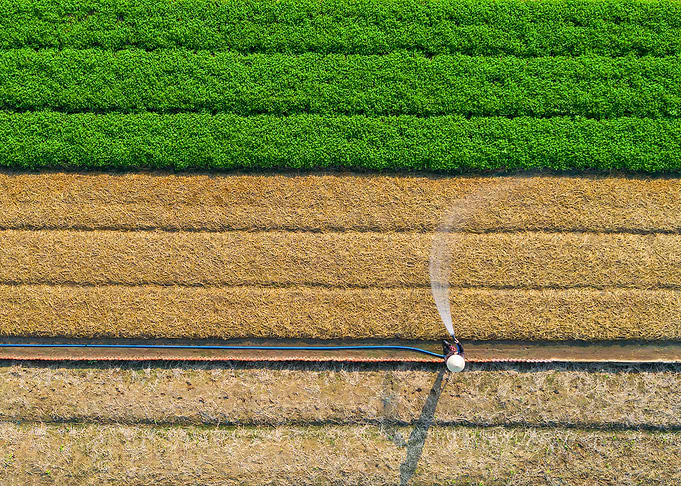 Grow vegetable