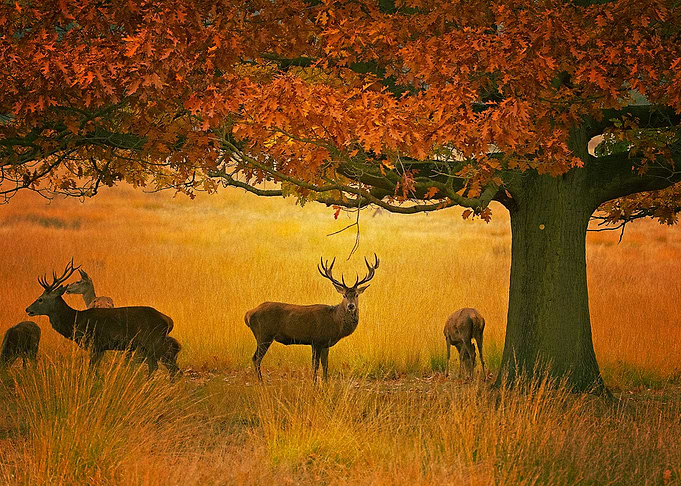 Deer