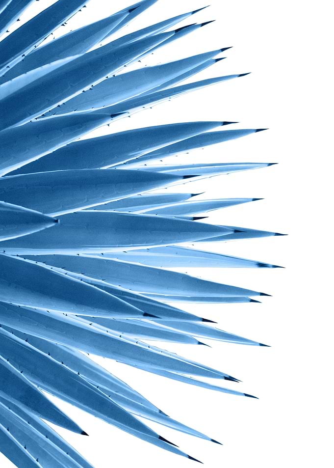 Classic Blue Agave Dream 1