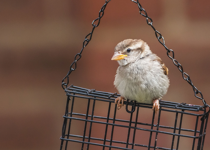 Fluffy Sparrow