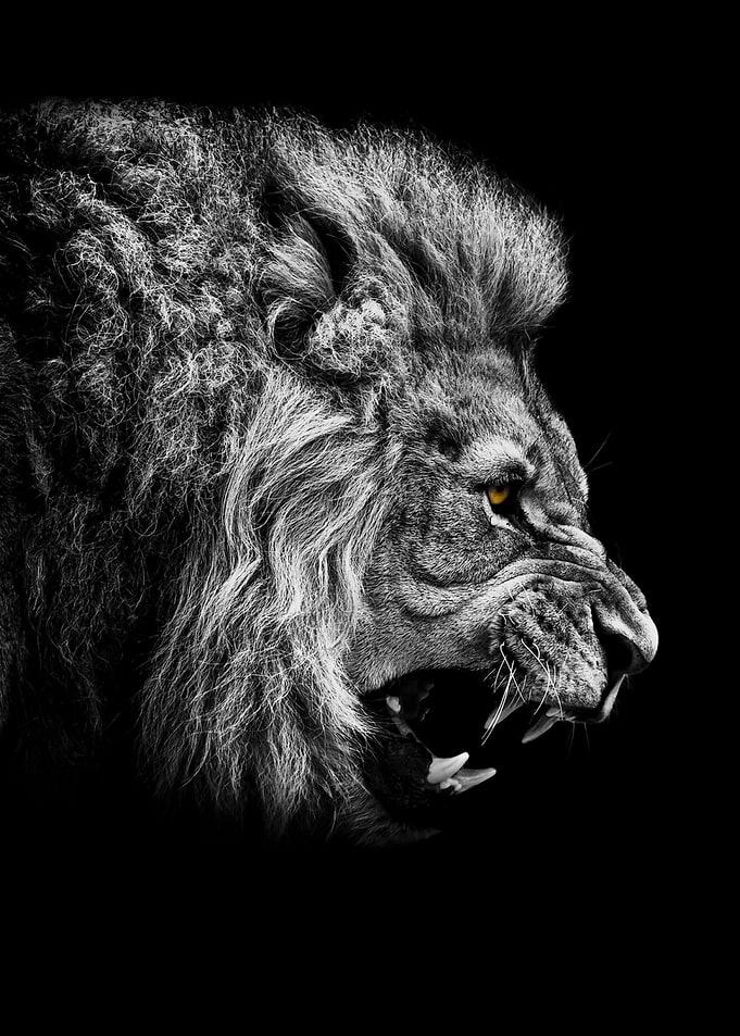angry king lion face