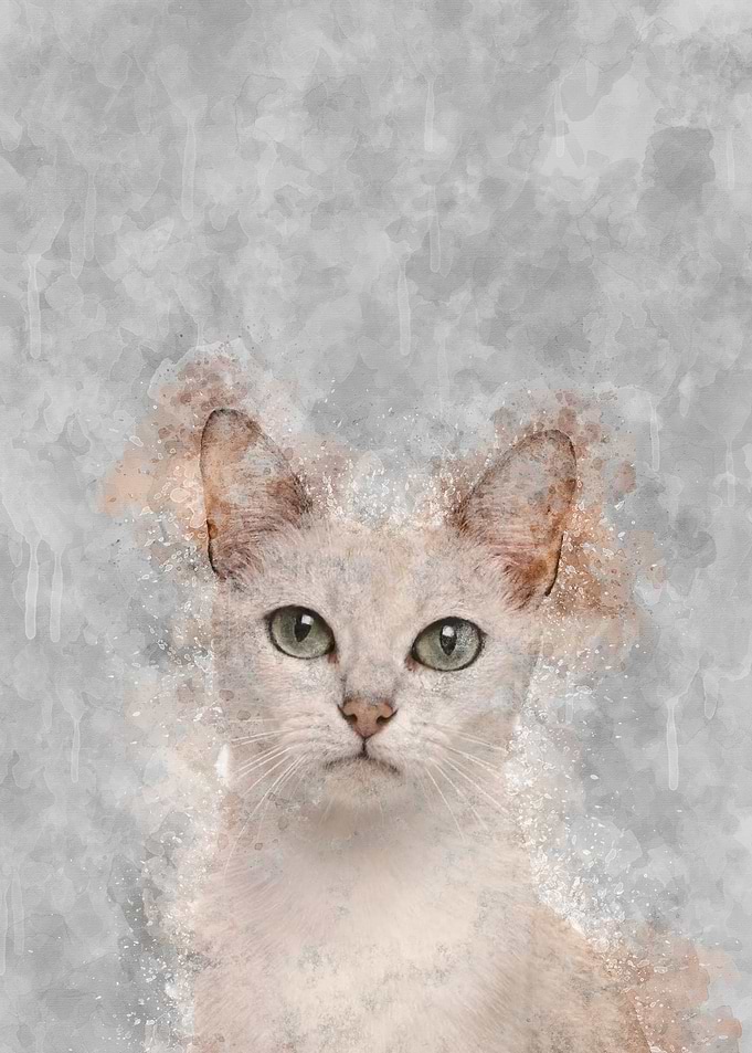 Burmilla