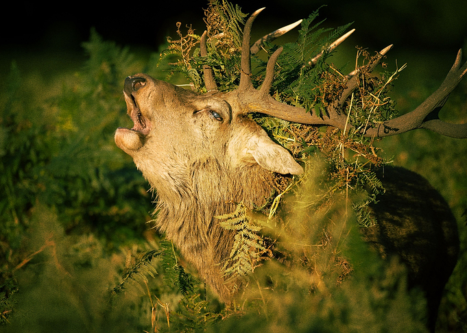 Deer