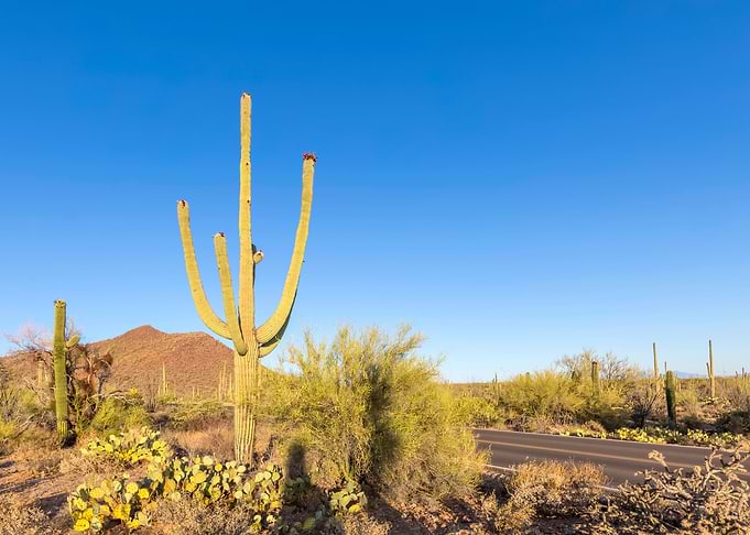 SAGUARO Landscape