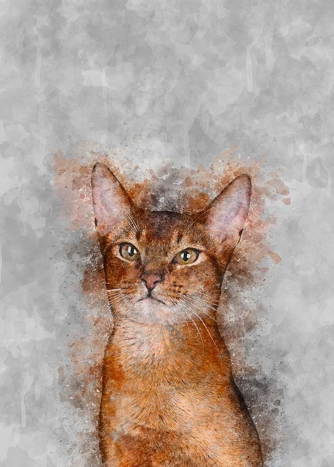Abyssinian
