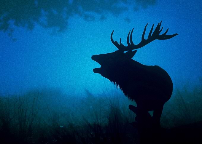 Deer