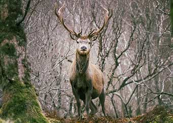 Deer