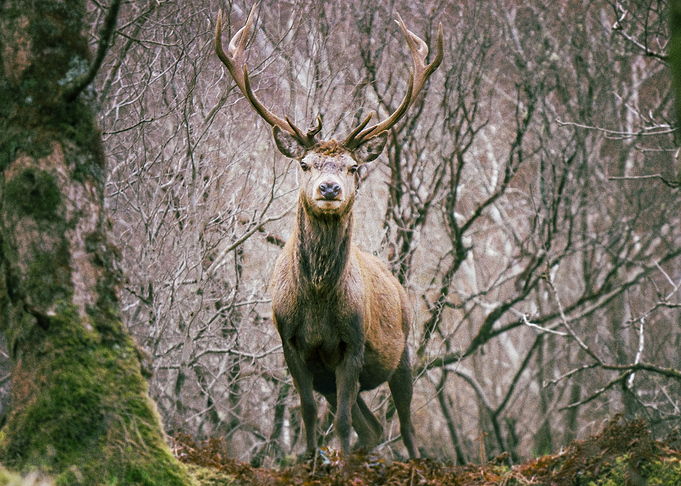 Deer