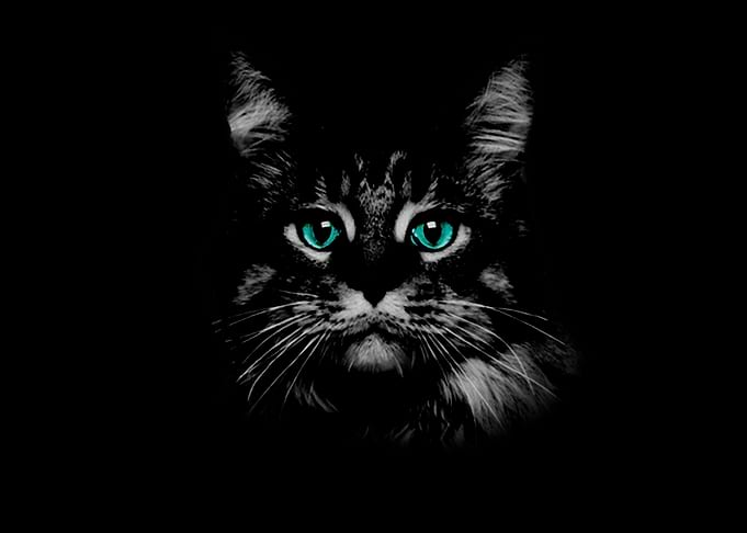 Cat with blue eyes