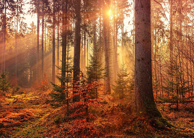 Autumn Leaves