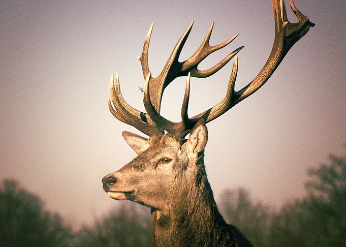 Deer