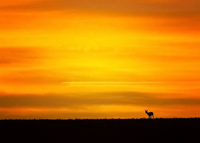 Deer