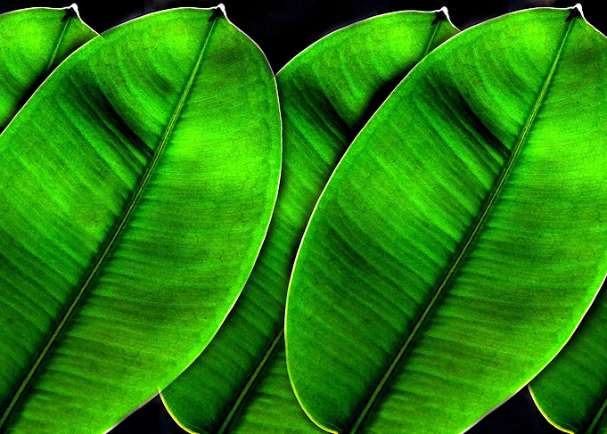 Natures green beauty
