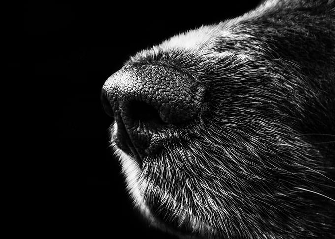 Pet Closeup