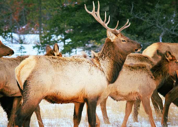 Deer