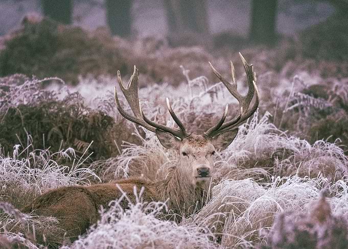 Deer