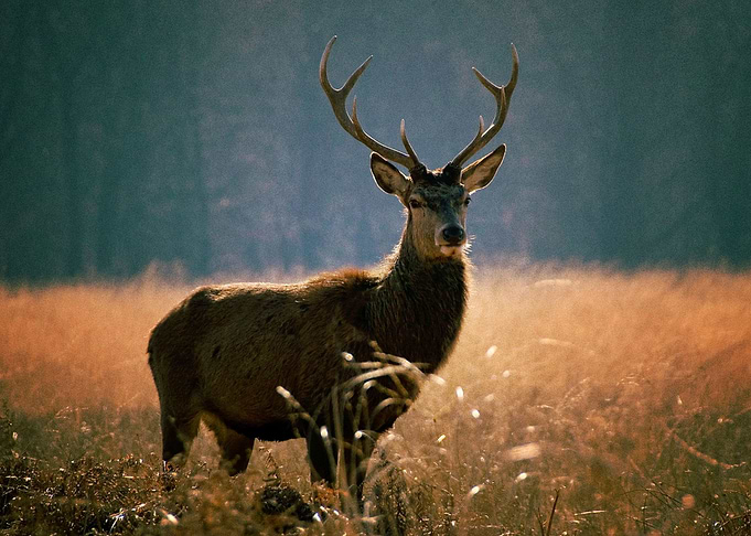 Deer