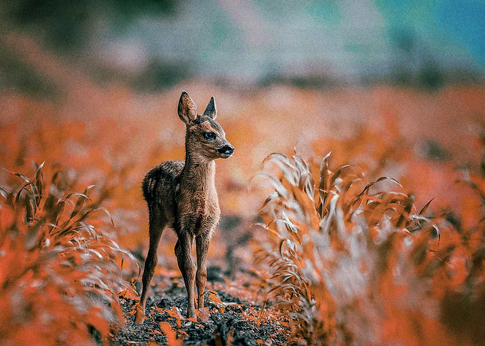 Deer