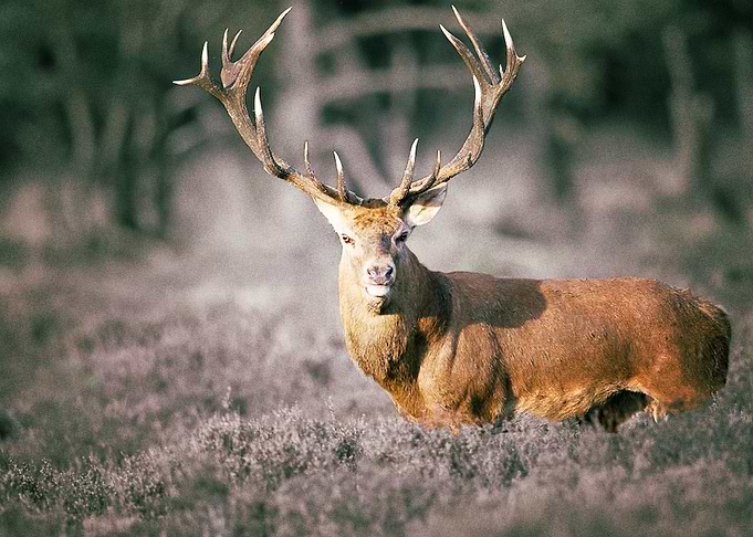 Deer