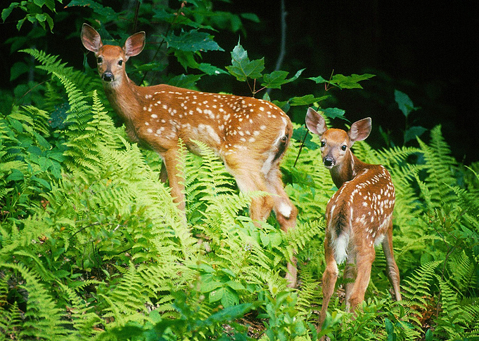 Deer