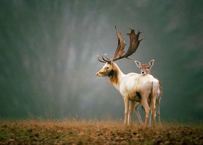 Deer