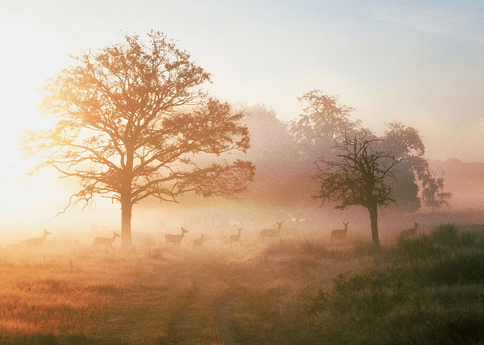 Deer
