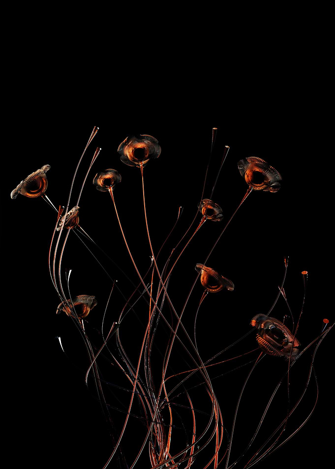 Fantastc flowers