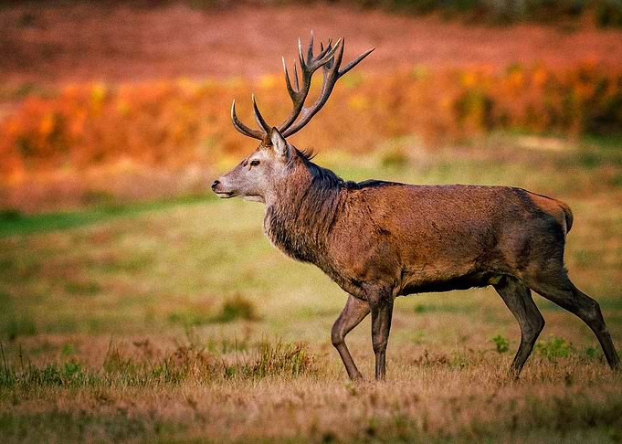 Deer