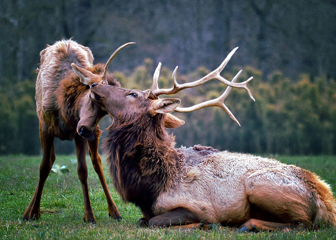 Deer