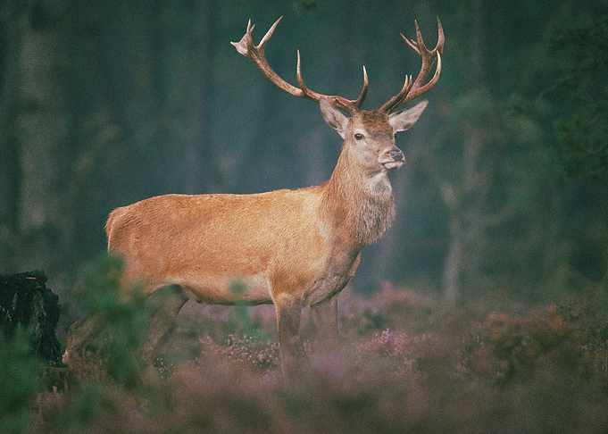Deer